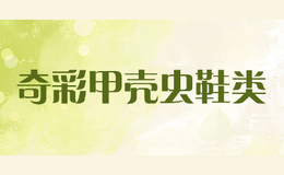 奇彩甲殼蟲(chóng)鞋類(lèi)